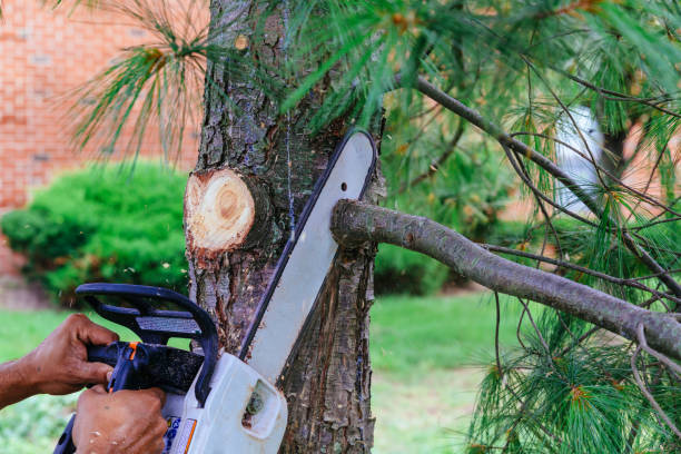 How Our Tree Care Process Works  in Newkirk, OK